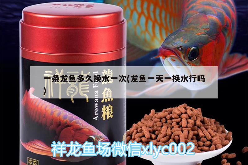 一條龍魚多久換水一次(龍魚一天一換水行嗎) 大湖紅龍魚