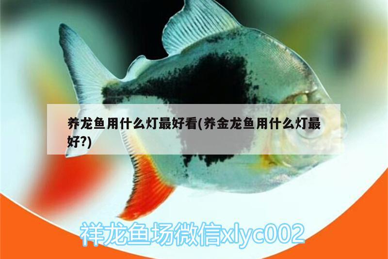 養(yǎng)龍魚用什么燈最好看(養(yǎng)金龍魚用什么燈最好?)