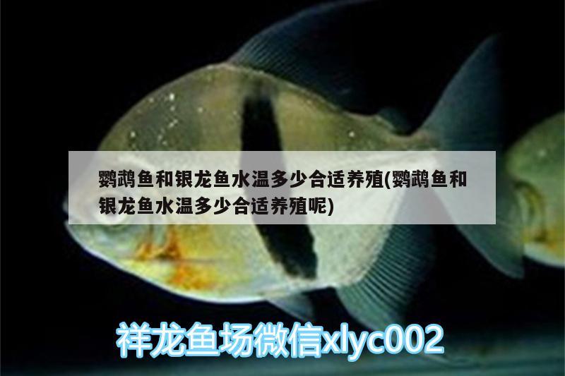 鸚鵡魚和銀龍魚水溫多少合適養(yǎng)殖(鸚鵡魚和銀龍魚水溫多少合適養(yǎng)殖呢)