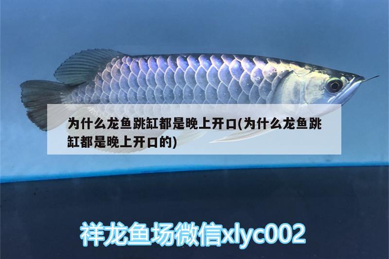 為什么龍魚跳缸都是晚上開口(為什么龍魚跳缸都是晚上開口的)