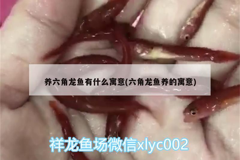 養(yǎng)六角龍魚有什么寓意(六角龍魚養(yǎng)的寓意)