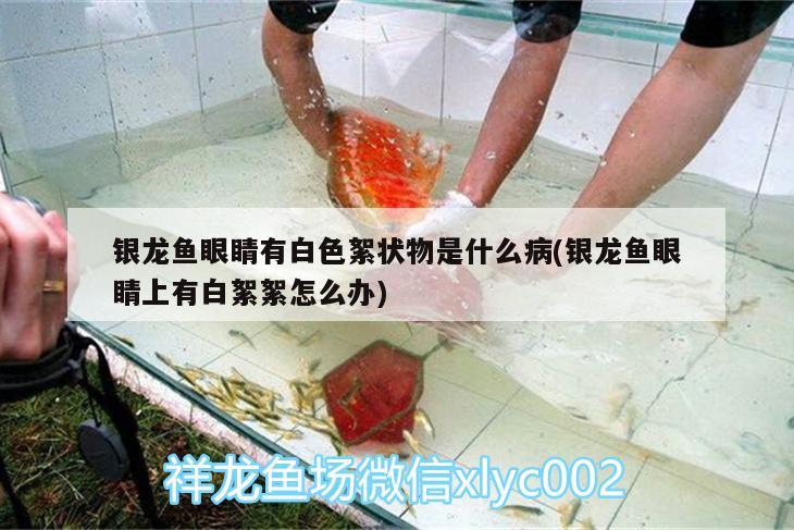 銀龍魚眼睛有白色絮狀物是什么病(銀龍魚眼睛上有白絮絮怎么辦)