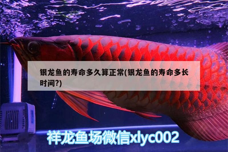 銀龍魚的壽命多久算正常(銀龍魚的壽命多長時間?)