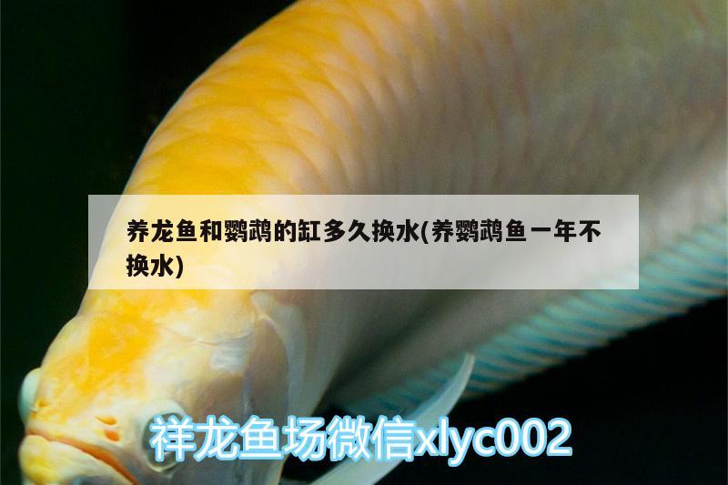 養(yǎng)龍魚和鸚鵡的缸多久換水(養(yǎng)鸚鵡魚一年不換水)