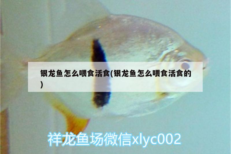 銀龍魚怎么喂食活食(銀龍魚怎么喂食活食的) 銀龍魚