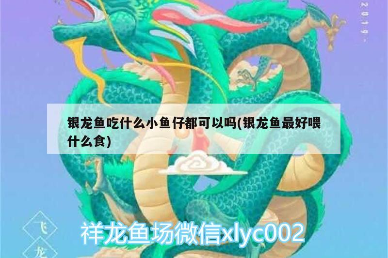 銀龍魚吃什么小魚仔都可以嗎(銀龍魚最好喂什么食)