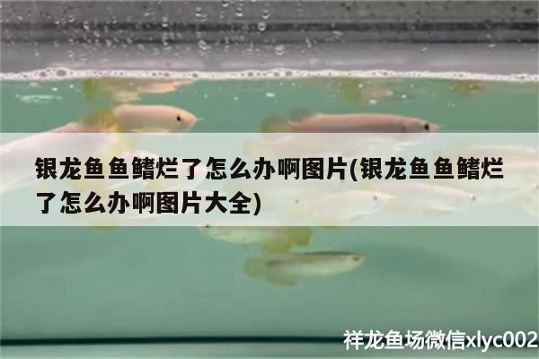 銀龍魚魚鰭爛了怎么辦啊圖片(銀龍魚魚鰭爛了怎么辦啊圖片大全)