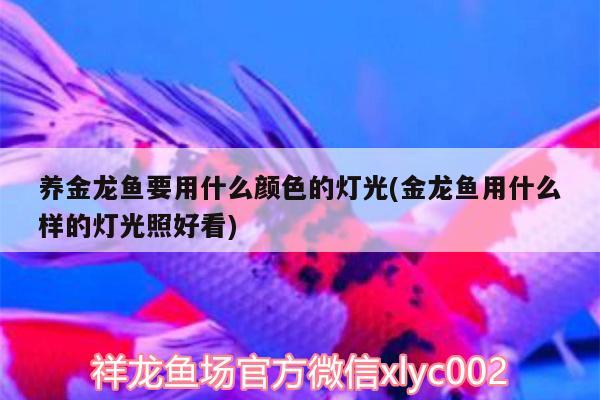 養(yǎng)金龍魚要用什么顏色的燈光(金龍魚用什么樣的燈光照好看)