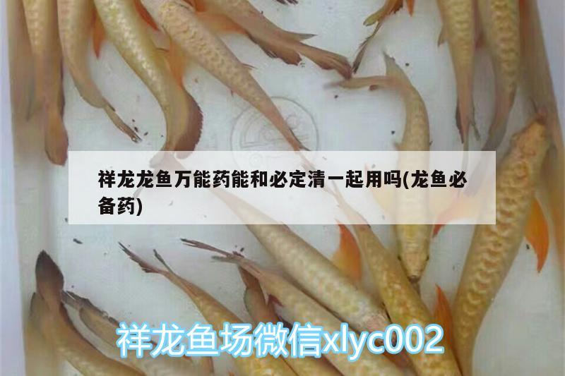 祥龍龍魚萬能藥能和必定清一起用嗎(龍魚必備藥) 羅漢魚