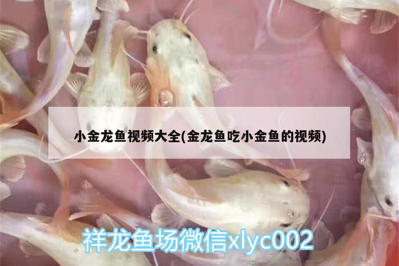 小金龍魚視頻大全(金龍魚吃小金魚的視頻)