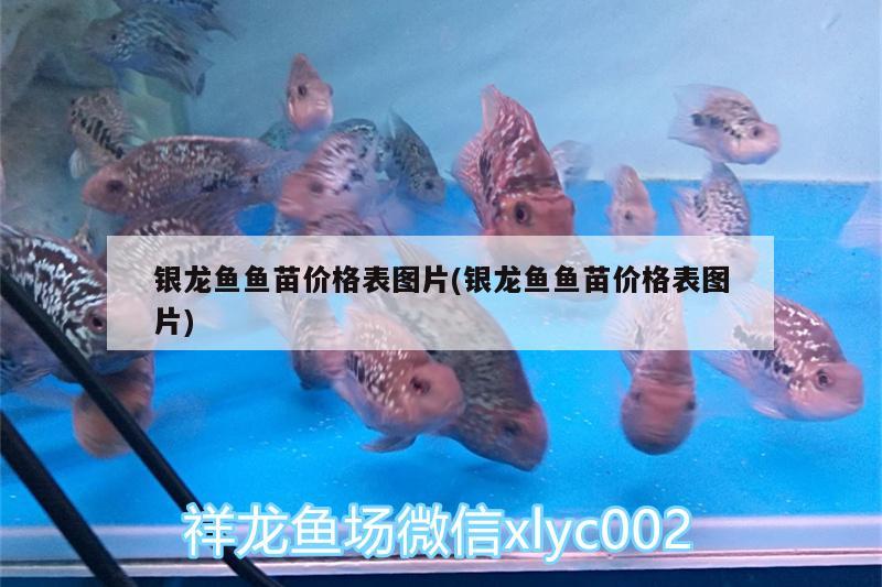 銀龍魚(yú)魚(yú)苗價(jià)格表圖片(銀龍魚(yú)魚(yú)苗價(jià)格表圖片)