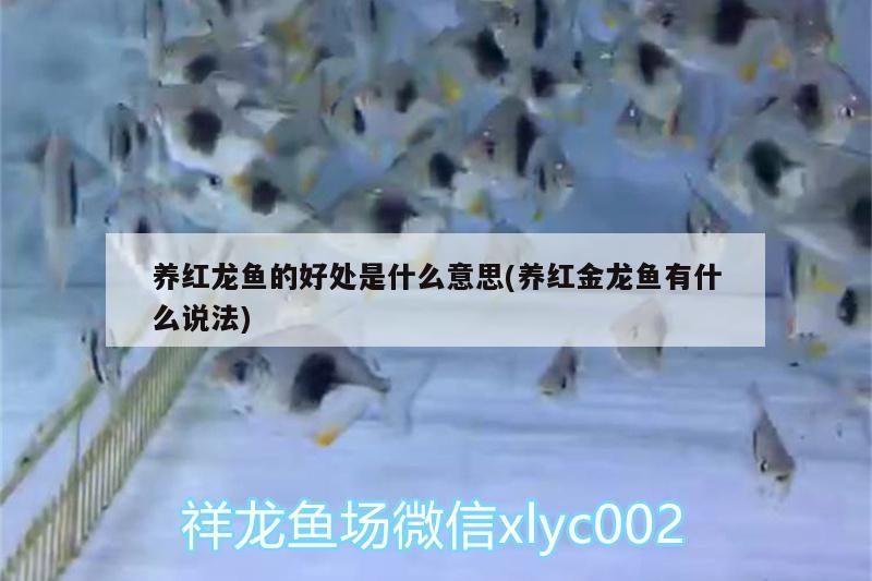 養(yǎng)紅龍魚的好處是什么意思(養(yǎng)紅金龍魚有什么說(shuō)法)