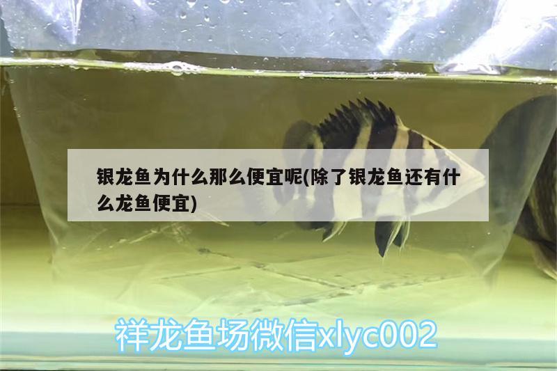 銀龍魚為什么那么便宜呢(除了銀龍魚還有什么龍魚便宜) 銀龍魚百科