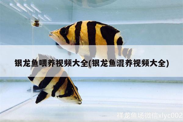 銀龍魚(yú)喂養(yǎng)視頻大全(銀龍魚(yú)混養(yǎng)視頻大全)