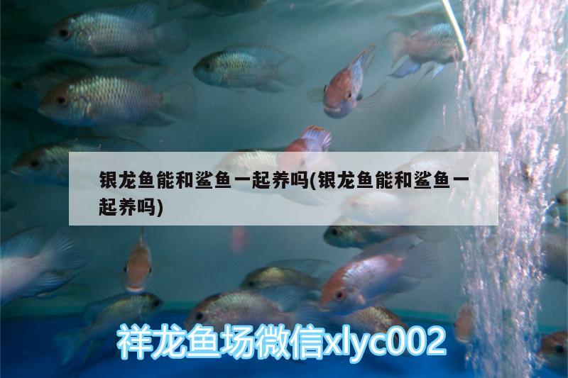 銀龍魚能和鯊魚一起養(yǎng)嗎(銀龍魚能和鯊魚一起養(yǎng)嗎) 銀龍魚百科