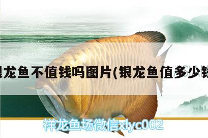 銀龍魚不值錢嗎圖片(銀龍魚值多少錢) 銀龍魚百科