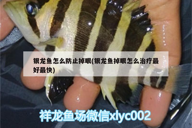 銀龍魚怎么防止掉眼(銀龍魚掉眼怎么治療最好最快)