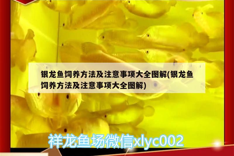 銀龍魚飼養(yǎng)方法及注意事項(xiàng)大全圖解(銀龍魚飼養(yǎng)方法及注意事項(xiàng)大全圖解)