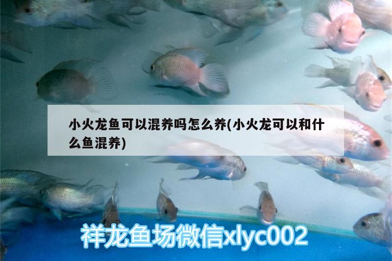 小火龍魚(yú)可以混養(yǎng)嗎怎么養(yǎng)(小火龍可以和什么魚(yú)混養(yǎng)) 新加坡號(hào)半紅龍魚(yú)（練手級(jí)紅龍魚(yú)）