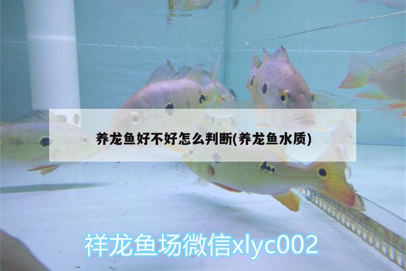 養(yǎng)龍魚好不好怎么判斷(養(yǎng)龍魚水質(zhì)) 水草 第2張