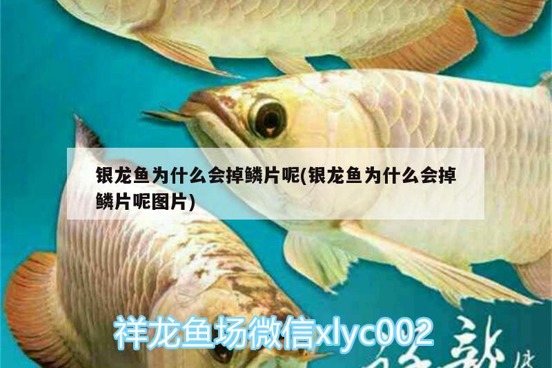 銀龍魚為什么會掉鱗片呢(銀龍魚為什么會掉鱗片呢圖片)