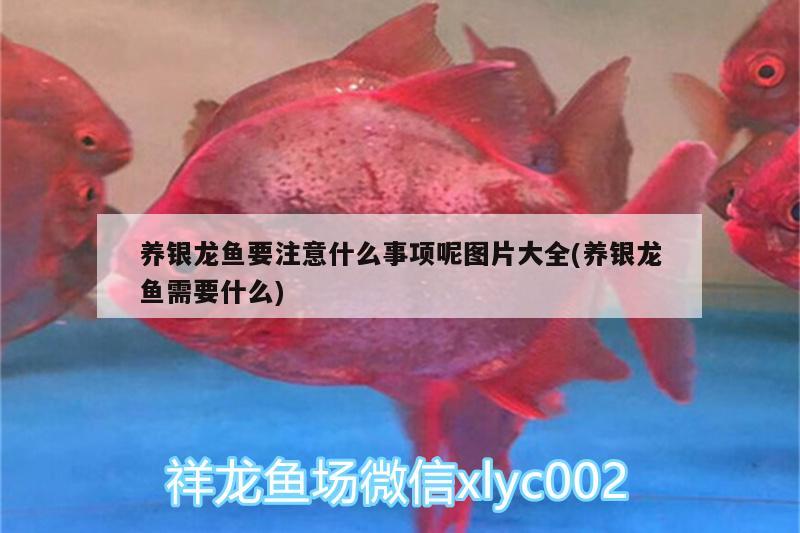 養(yǎng)銀龍魚要注意什么事項呢圖片大全(養(yǎng)銀龍魚需要什么)