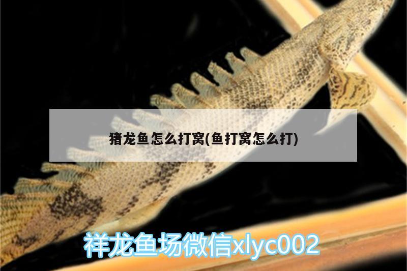 豬龍魚怎么打窩(魚打窩怎么打) 銀龍魚