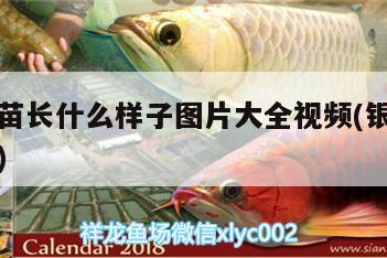 銀龍魚苗長什么樣子圖片大全視頻(銀龍魚苗多少錢)