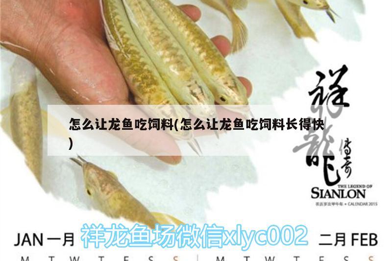 怎么讓龍魚吃飼料(怎么讓龍魚吃飼料長(zhǎng)得快) 廣州水族器材濾材批發(fā)市場(chǎng)