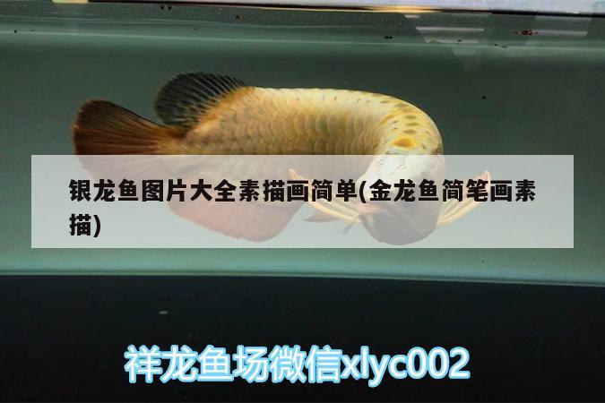 銀龍魚(yú)圖片大全素描畫(huà)簡(jiǎn)單(金龍魚(yú)簡(jiǎn)筆畫(huà)素描)