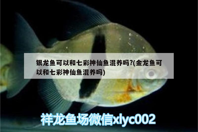 銀龍魚可以和七彩神仙魚混養(yǎng)嗎?(金龍魚可以和七彩神仙魚混養(yǎng)嗎)