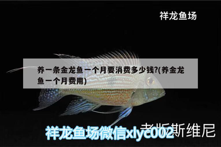 養(yǎng)一條金龍魚一個(gè)月要消費(fèi)多少錢?(養(yǎng)金龍魚一個(gè)月費(fèi)用)