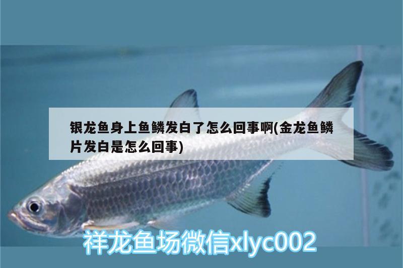 銀龍魚身上魚鱗發(fā)白了怎么回事啊(金龍魚鱗片發(fā)白是怎么回事) 銀龍魚