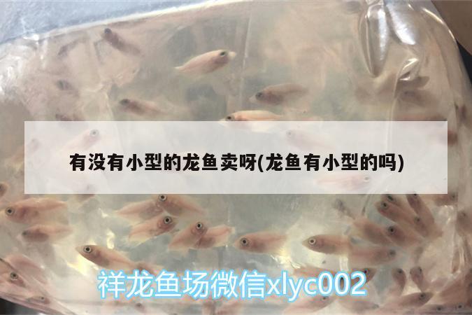 有沒有小型的龍魚賣呀(龍魚有小型的嗎) 眼斑魚