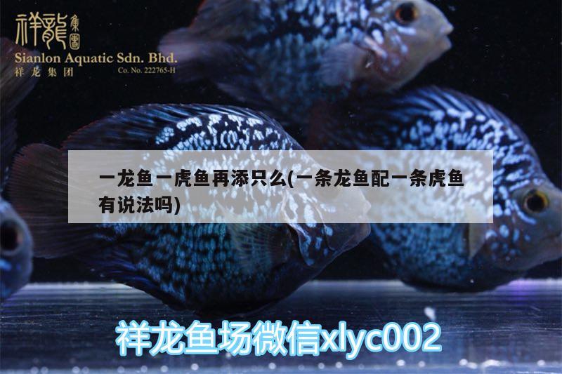 一龍魚一虎魚再添只么(一條龍魚配一條虎魚有說法嗎)