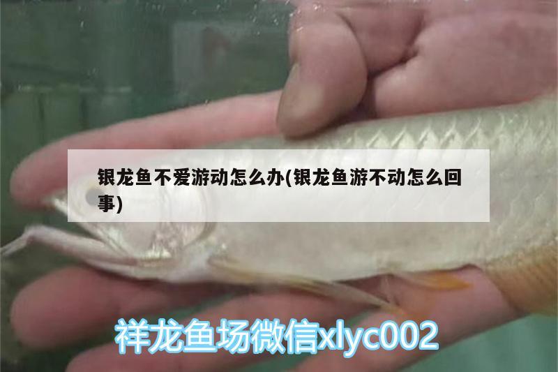 銀龍魚不愛游動怎么辦(銀龍魚游不動怎么回事) 銀龍魚百科