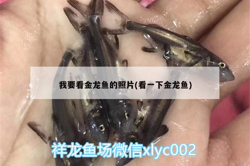 我要看金龍魚的照片(看一下金龍魚)