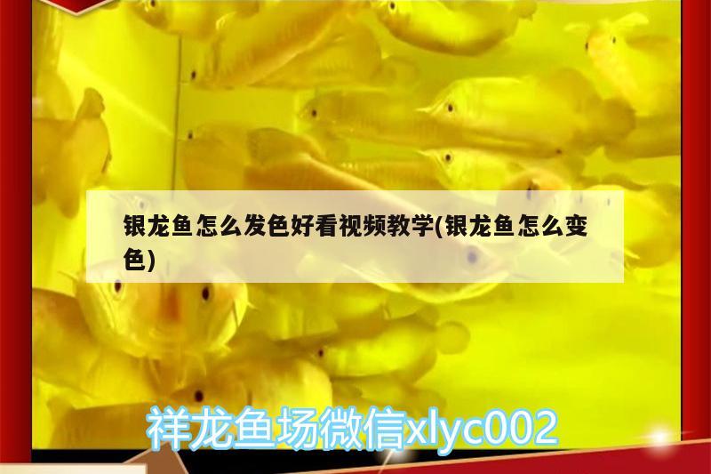 銀龍魚怎么發(fā)色好看視頻教學(xué)(銀龍魚怎么變色) 銀龍魚