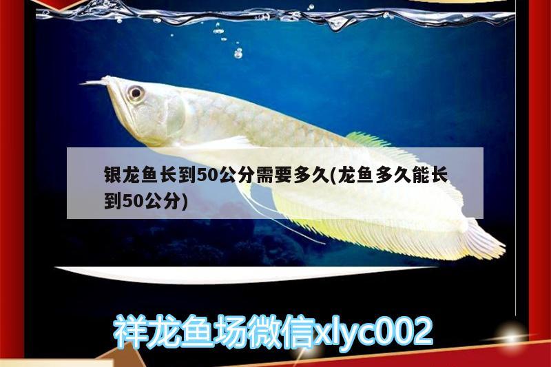 銀龍魚(yú)長(zhǎng)到50公分需要多久(龍魚(yú)多久能長(zhǎng)到50公分)