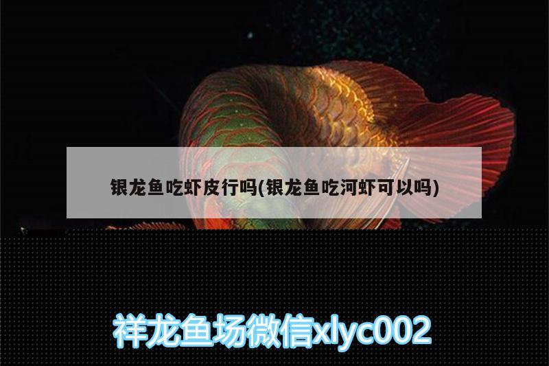 銀龍魚吃蝦皮行嗎(銀龍魚吃河蝦可以嗎)