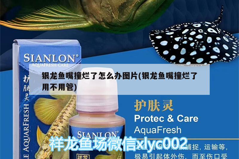 銀龍魚嘴撞爛了怎么辦圖片(銀龍魚嘴撞爛了用不用管)