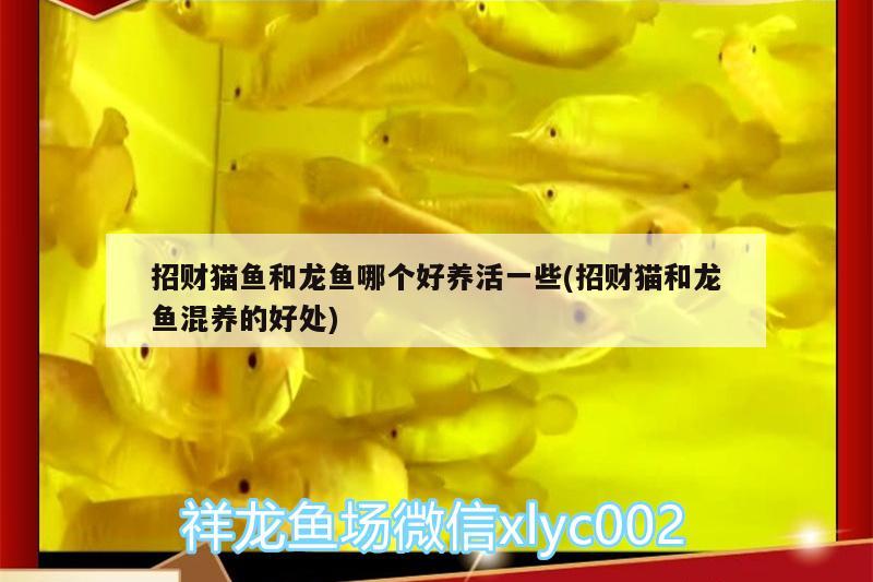 招財貓魚和龍魚哪個好養(yǎng)活一些(招財貓和龍魚混養(yǎng)的好處) 魚缸水泵