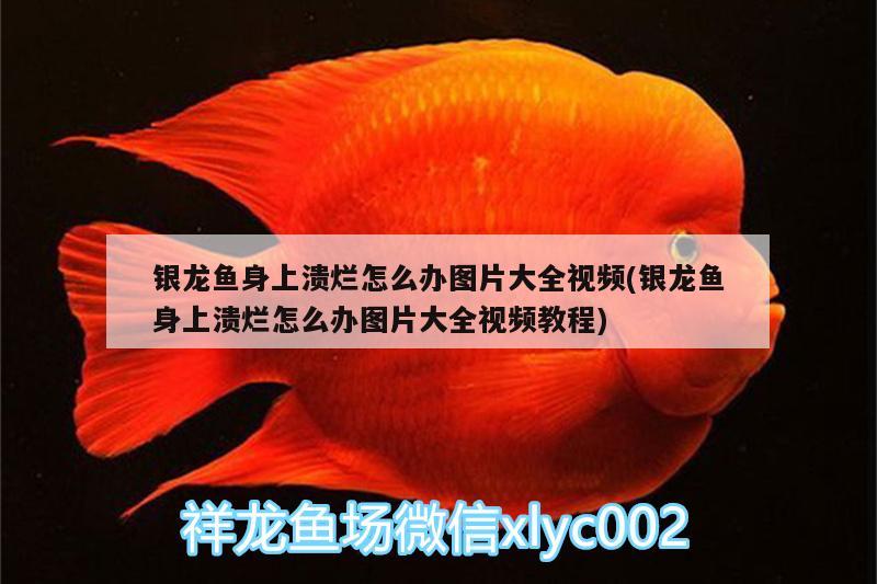 銀龍魚身上潰爛怎么辦圖片大全視頻(銀龍魚身上潰爛怎么辦圖片大全視頻教程) 銀龍魚