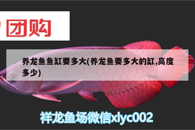 養(yǎng)龍魚魚缸要多大(養(yǎng)龍魚要多大的缸,高度多少) 龍魚專用燈