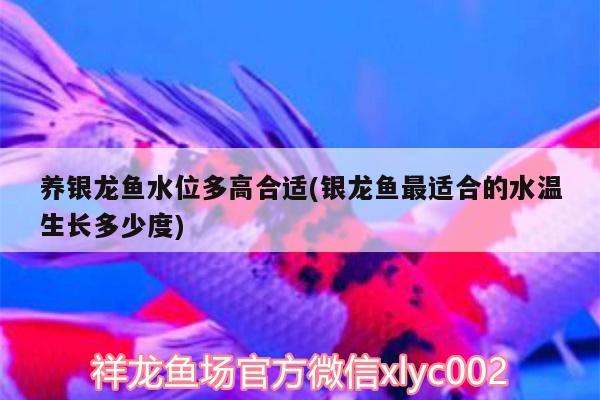 養(yǎng)銀龍魚水位多高合適(銀龍魚最適合的水溫生長多少度)