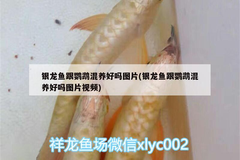 銀龍魚跟鸚鵡混養(yǎng)好嗎圖片(銀龍魚跟鸚鵡混養(yǎng)好嗎圖片視頻)