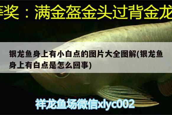 銀龍魚(yú)身上有小白點(diǎn)的圖片大全圖解(銀龍魚(yú)身上有白點(diǎn)是怎么回事) 銀龍魚(yú)百科