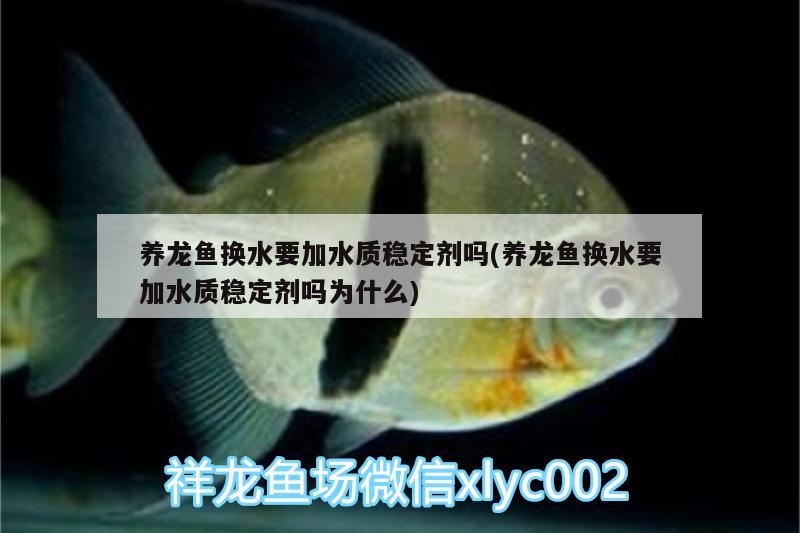 養(yǎng)龍魚換水要加水質(zhì)穩(wěn)定劑嗎(養(yǎng)龍魚換水要加水質(zhì)穩(wěn)定劑嗎為什么)