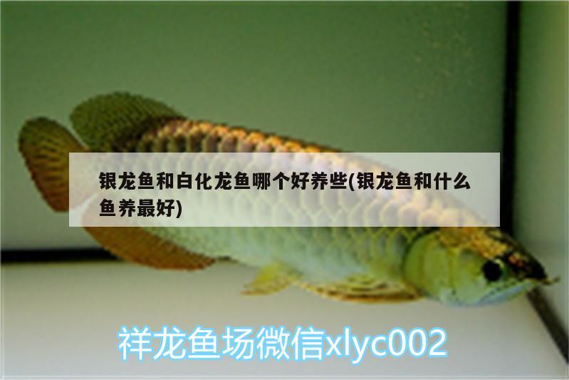 銀龍魚和白化龍魚哪個(gè)好養(yǎng)些(銀龍魚和什么魚養(yǎng)最好)