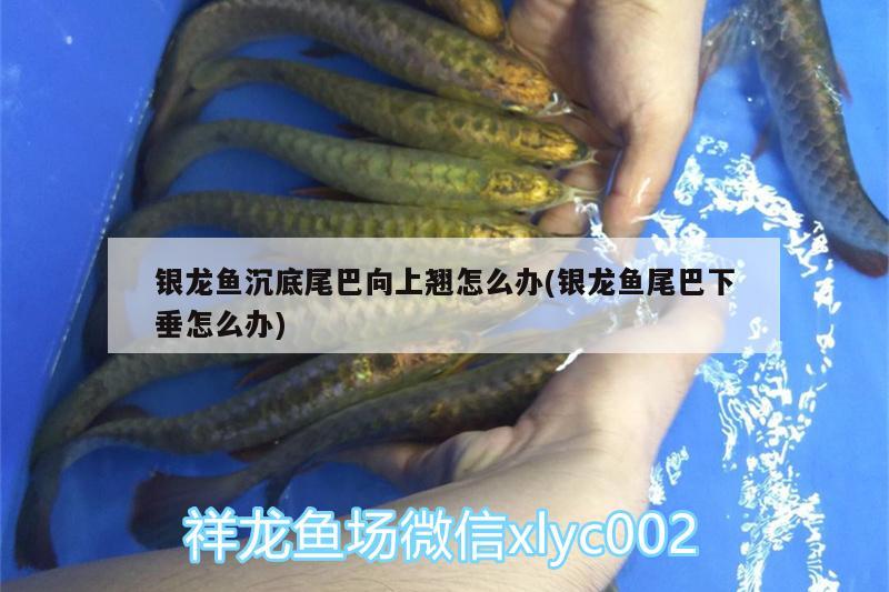 銀龍魚沉底尾巴向上翹怎么辦(銀龍魚尾巴下垂怎么辦)